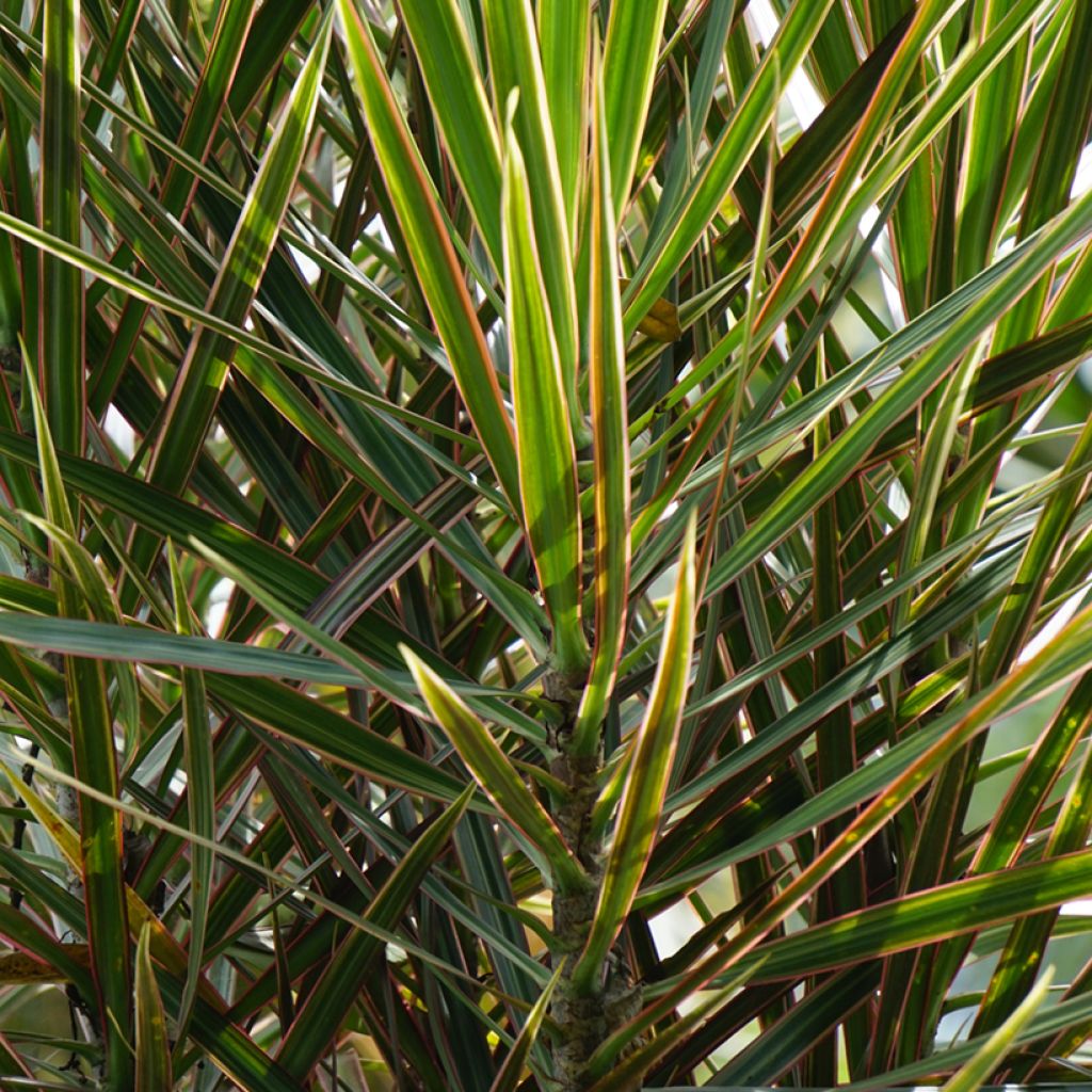 Dracaena reflexa var. angustifolia Magenta - Drakenbloedboom