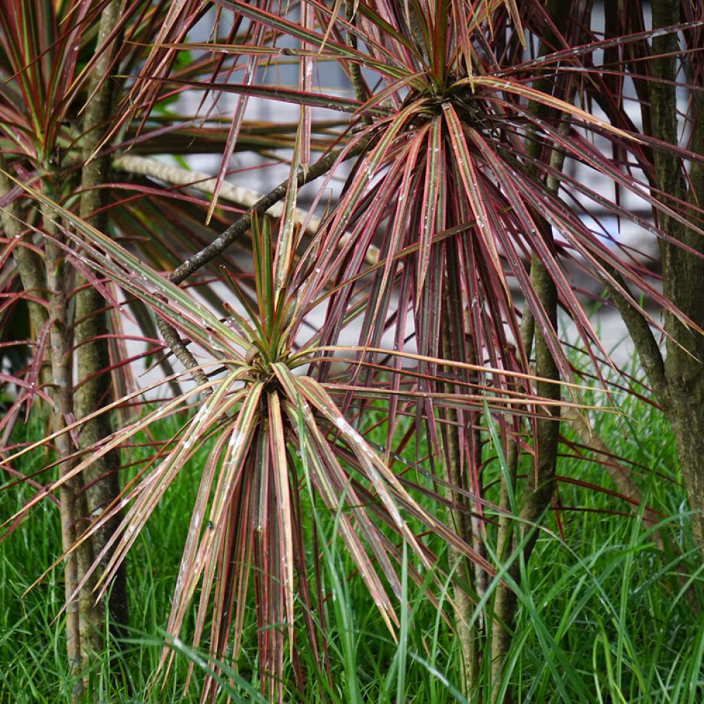 Dracaena reflexa var. angustifolia Magenta - Drakenbloedboom