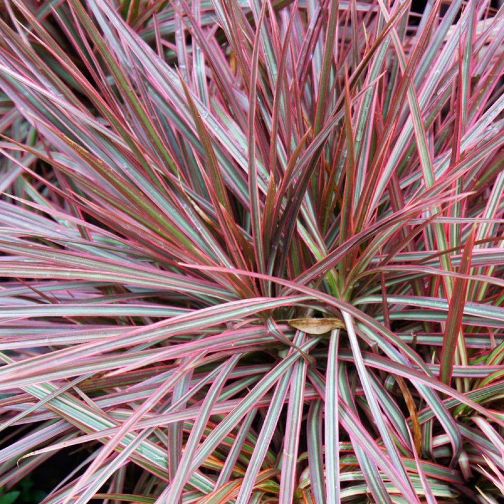Dracaena reflexa var. angustifolia Magenta - Drakenbloedboom