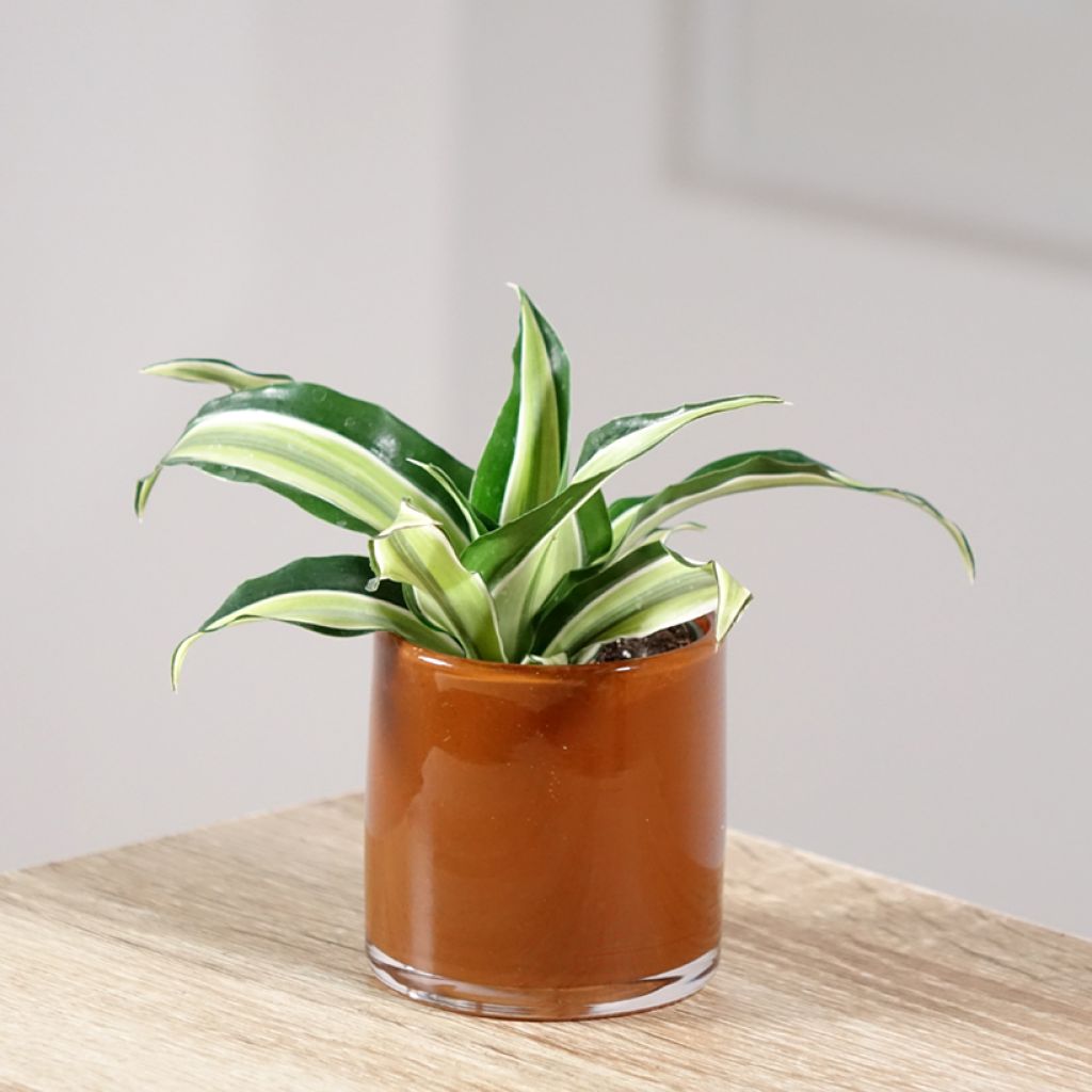 Dracaena fragrans Malaika - Drakenbloedboom