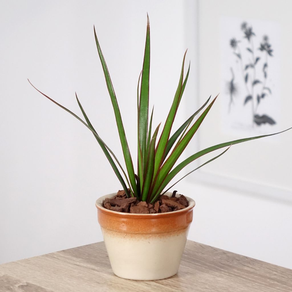 Dracaena marginata - Drakenbloedboom