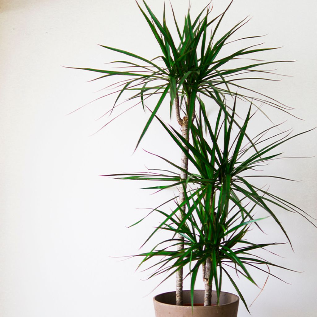 Dracaena marginata - Drakenbloedboom