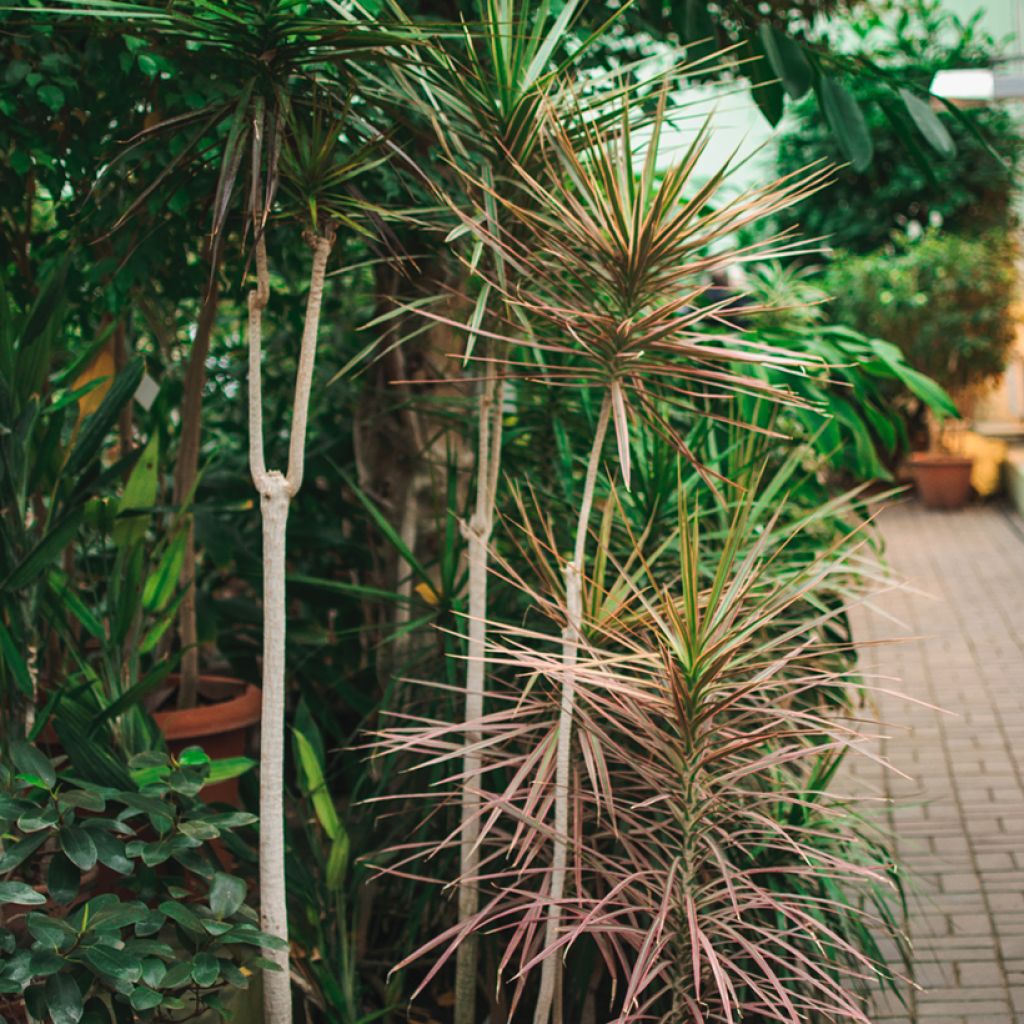 Dracaena marginata - Drakenbloedboom