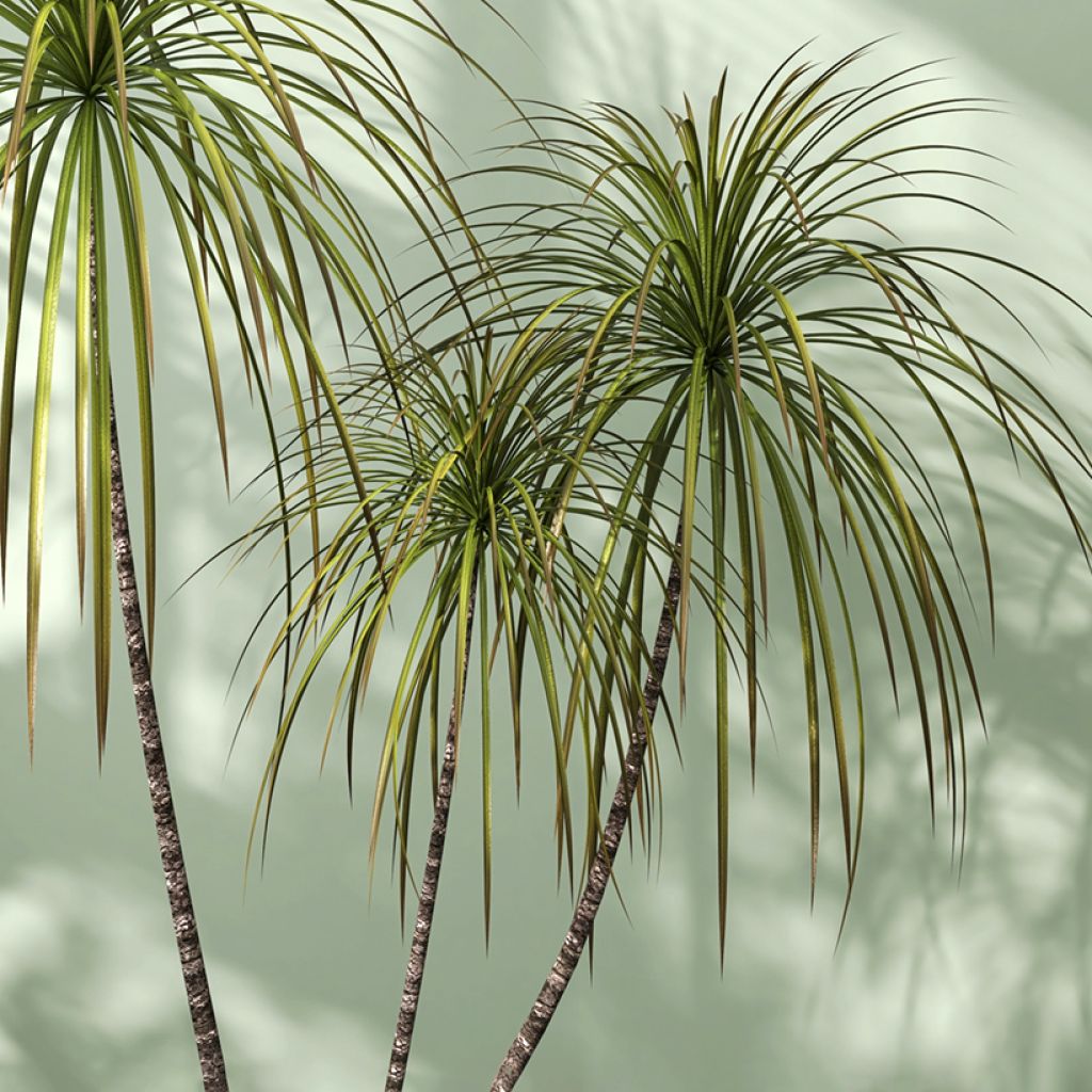 Dracaena marginata - Drakenbloedboom