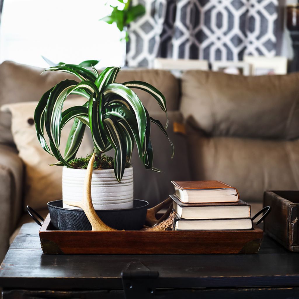 Dracaena fragrans White Jewel - Drakenbloedboom