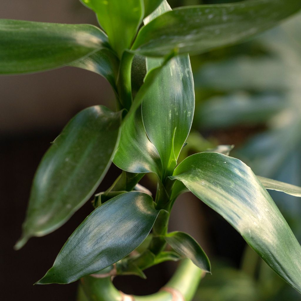 Dracaena sanderiana - Geluksbamboe