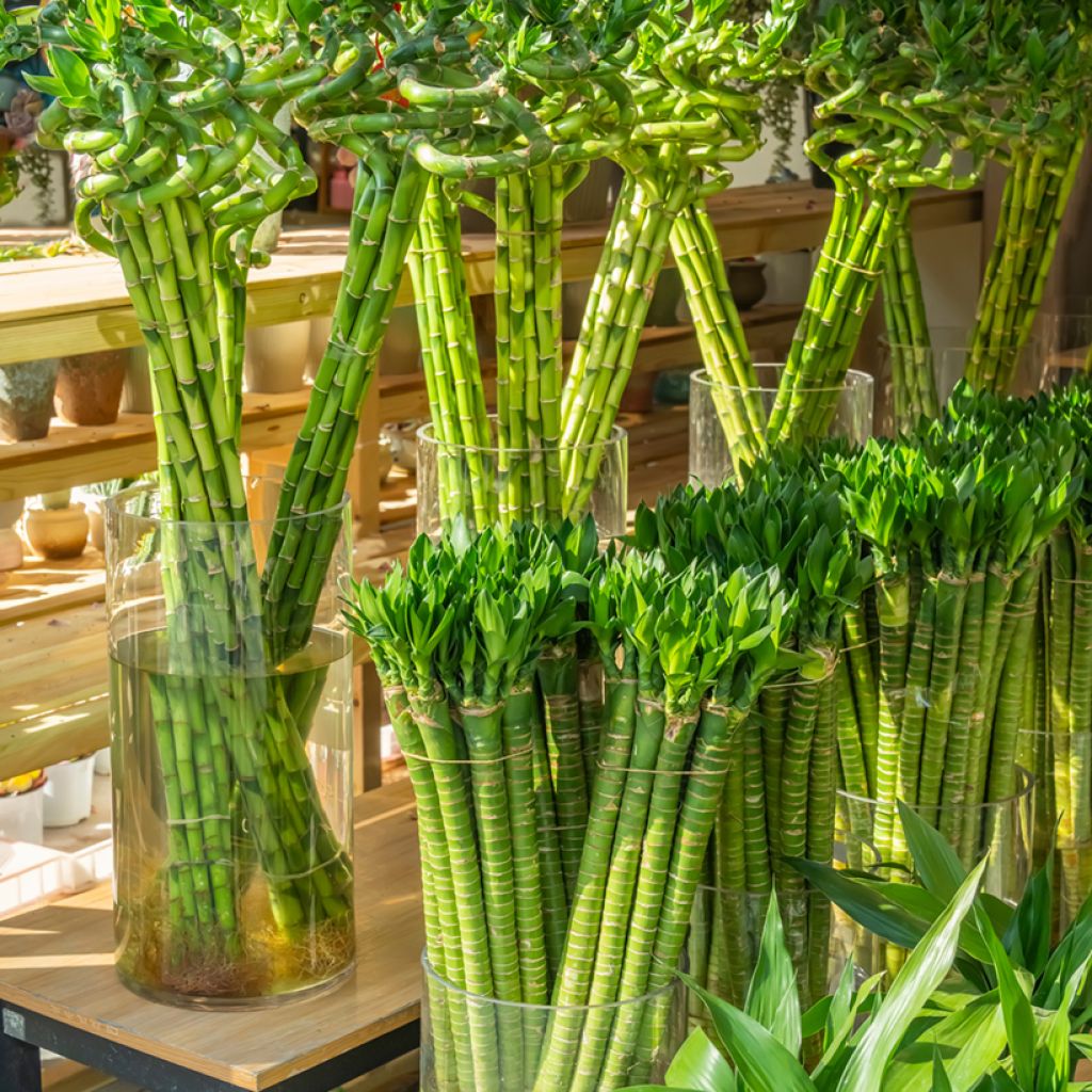 Dracaena sanderiana - Geluksbamboe