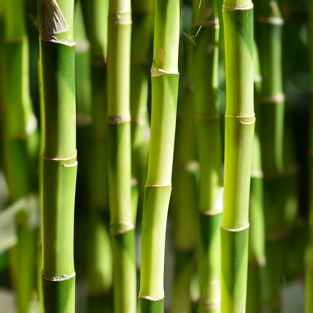 Dracaena sanderiana - Geluksbamboe