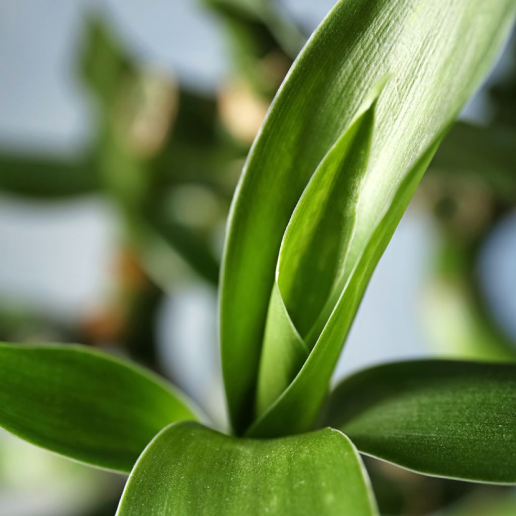 Dracaena sanderiana - Geluksbamboe