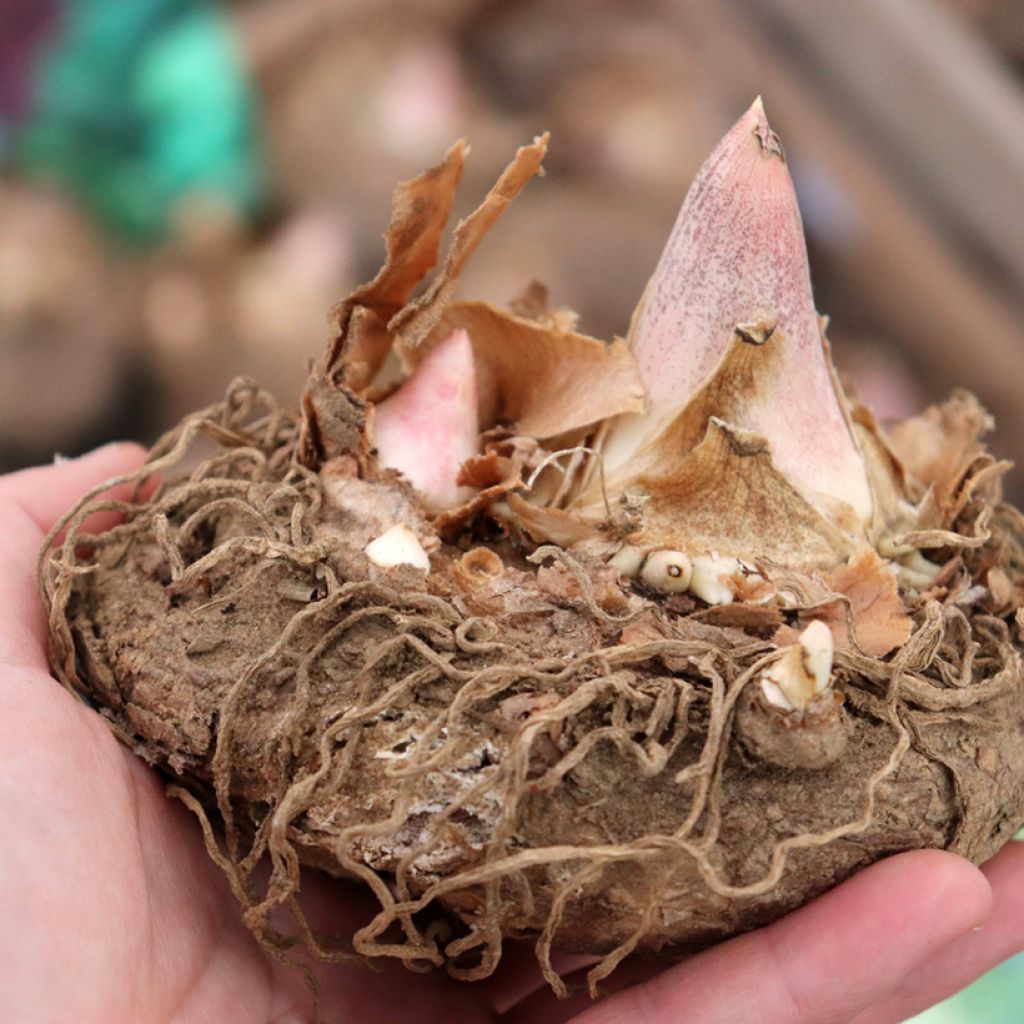 Dracunculus vulgaris - Drakenwortel