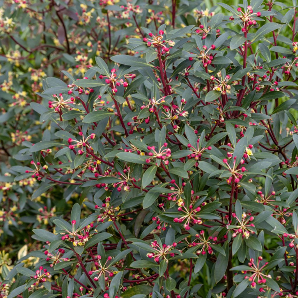 Drimys aromatica Red Spice - Tasmaanse bergpeper