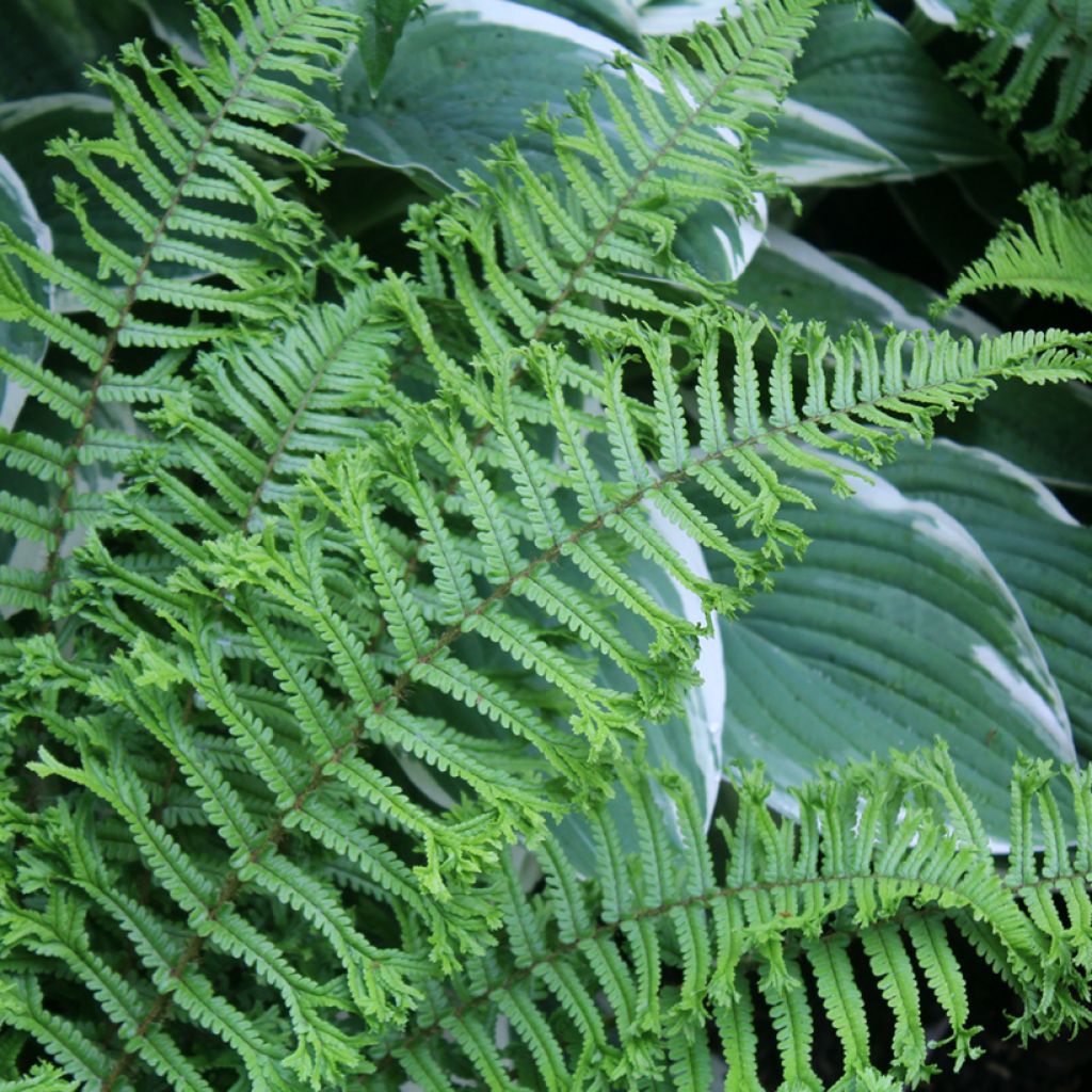 Dryopteris affinis Cristata - Geschubde mannetjesvaren