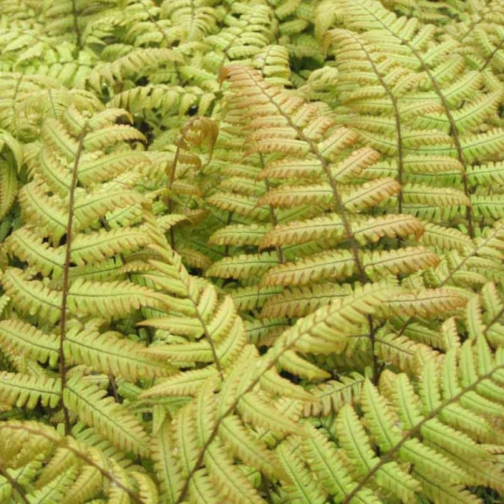 Dryopteris erythrosora - Herfstvaren