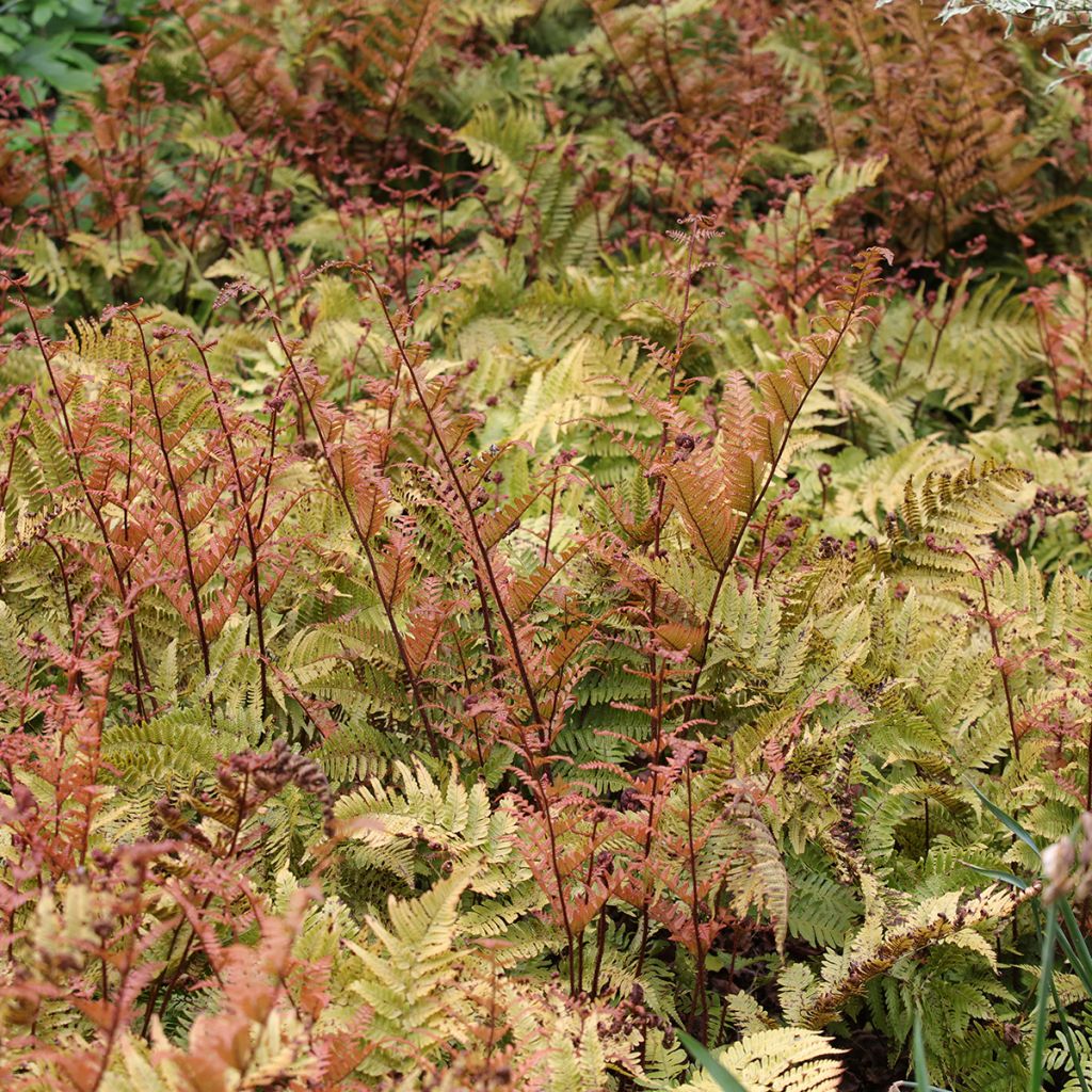 Dryopteris erythrosora - Herfstvaren