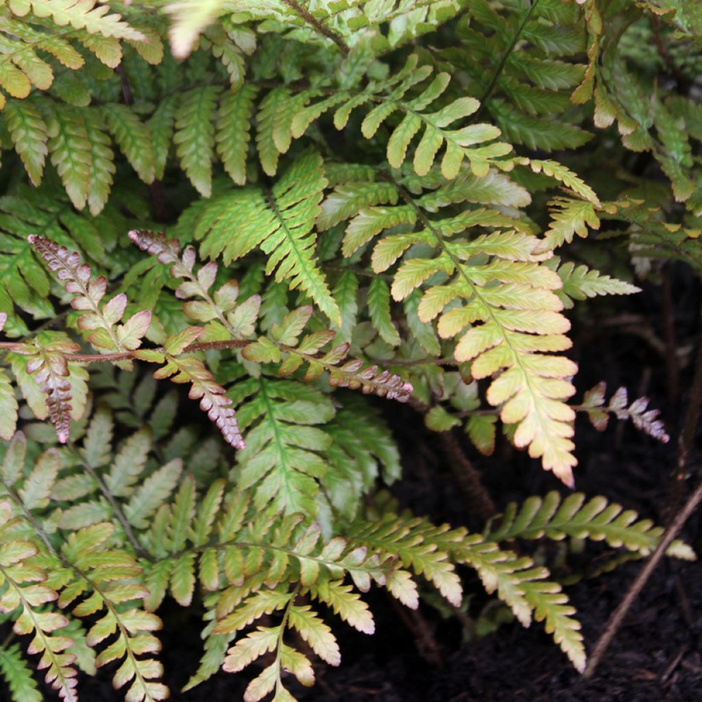 Dryopteris erythrosora Prolifica - Herfstvaren