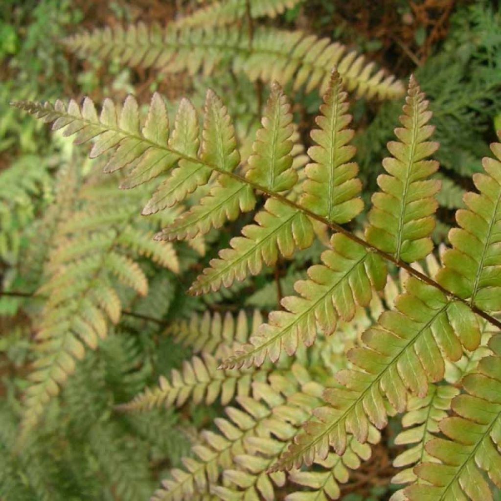 Dryopteris erythrosora - Herfstvaren
