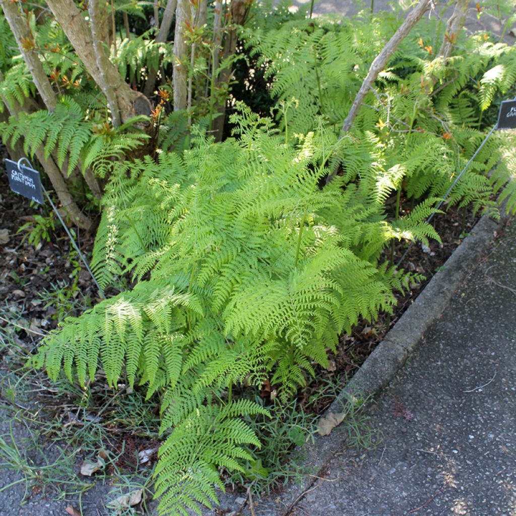 Dryopteris filix-mas - Mannetjesvaren