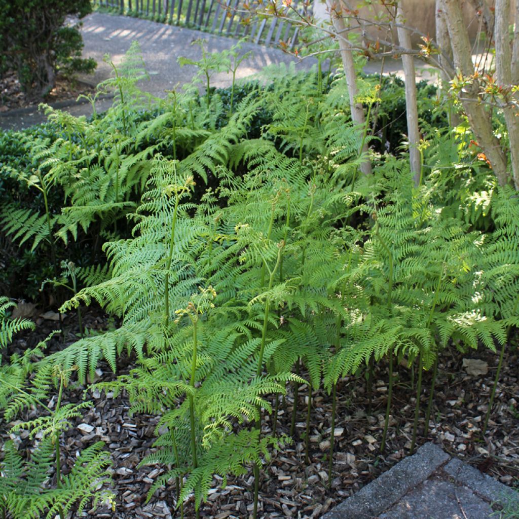 Dryopteris filix-mas - Mannetjesvaren