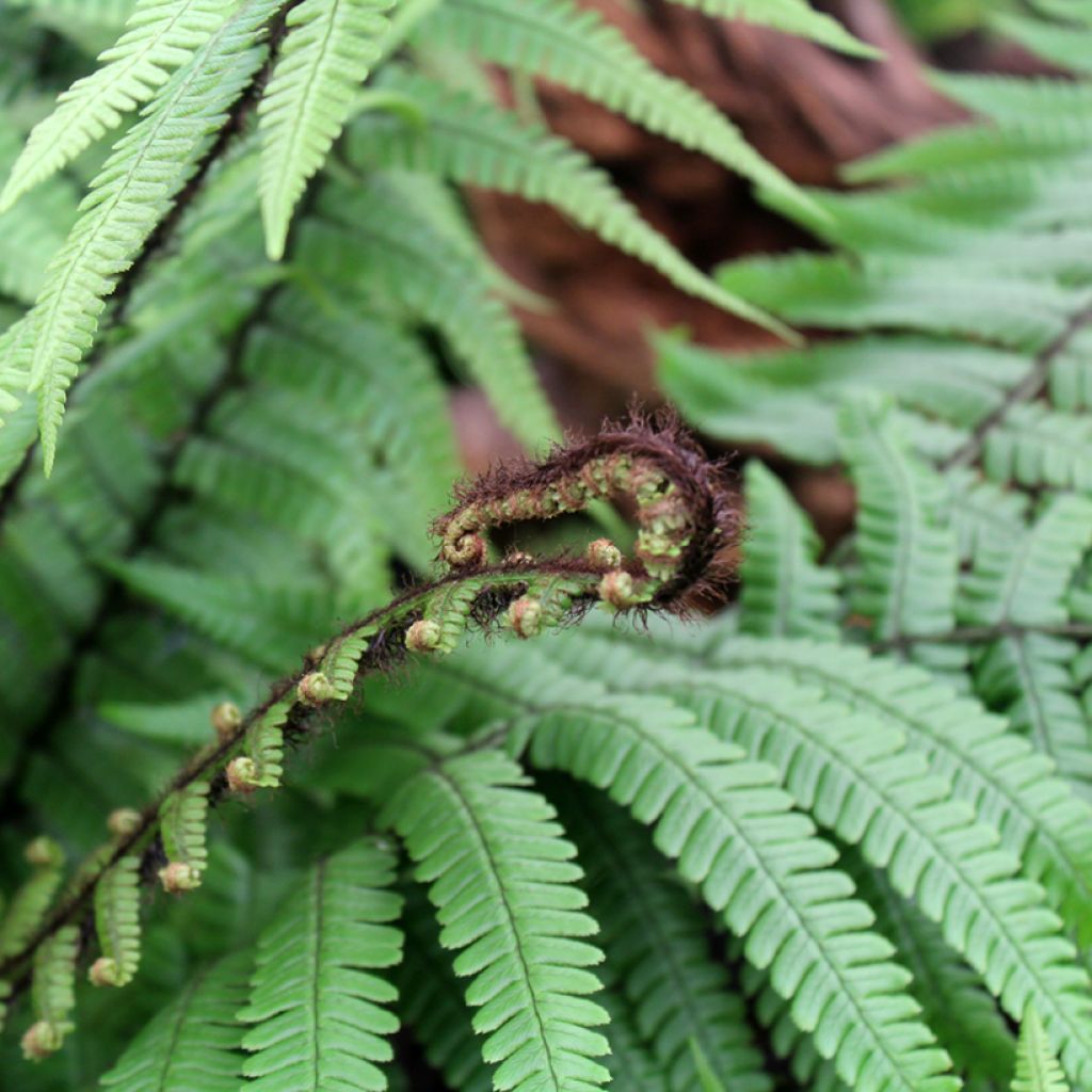 Dryopteris wallichiana - Zwarte schubvaren