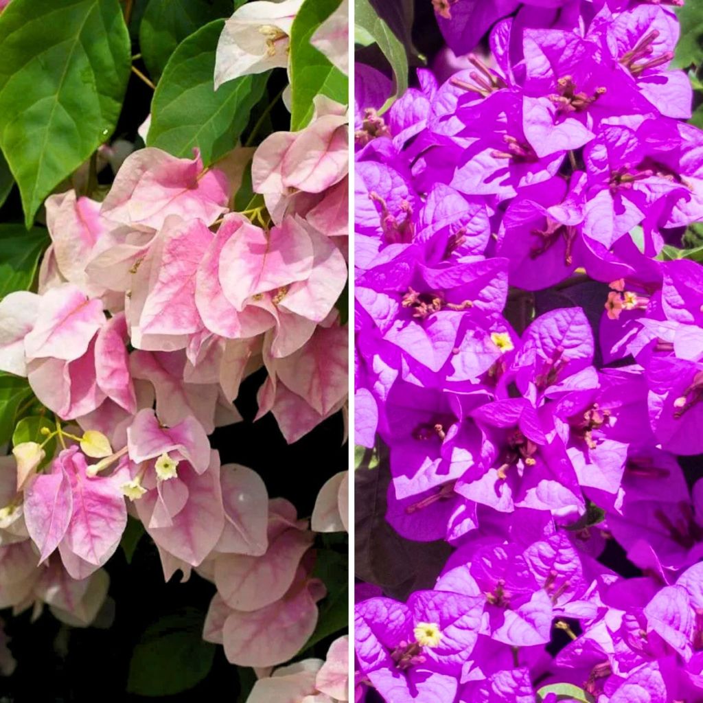 Duo Bougainvillea's