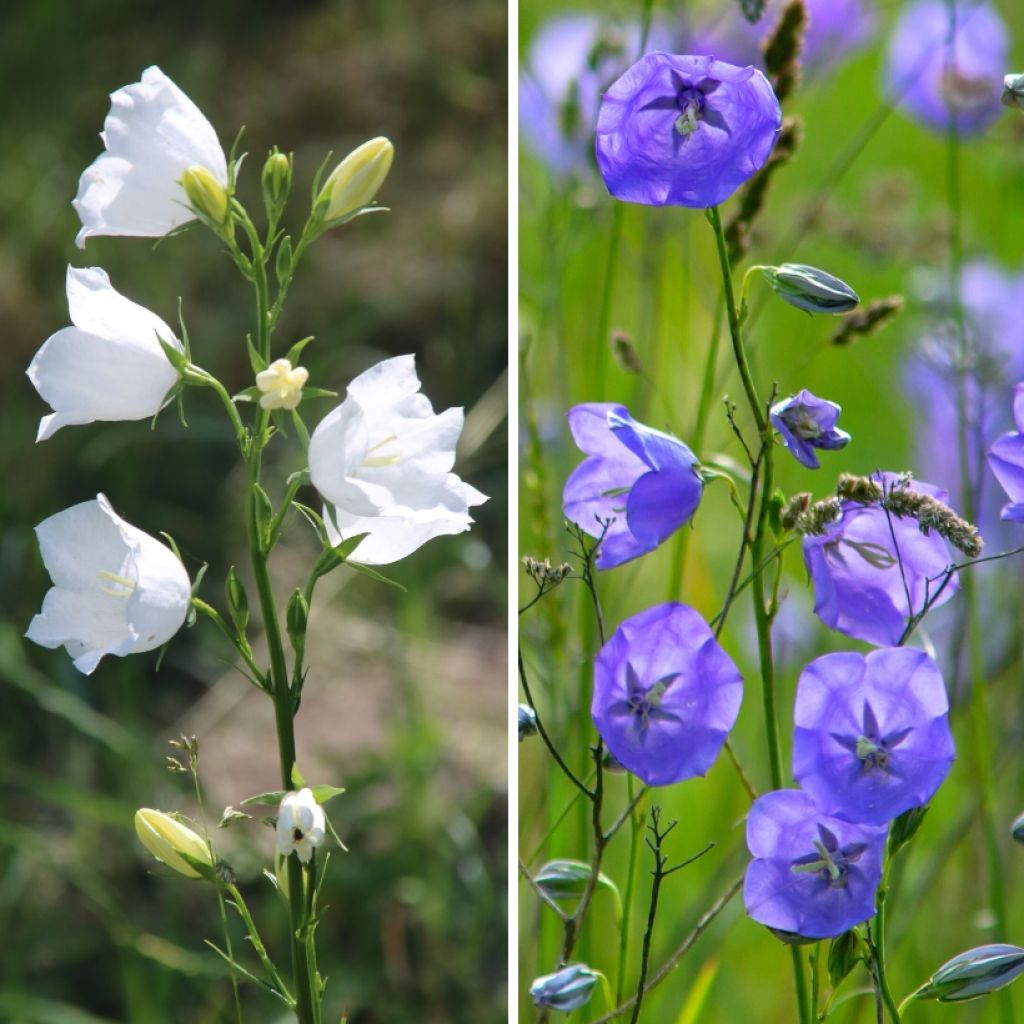 Duo Klokjesbloemen met blauwe en witte perzikbloemen