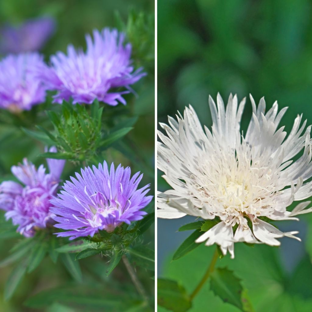 Duo Stokesia's