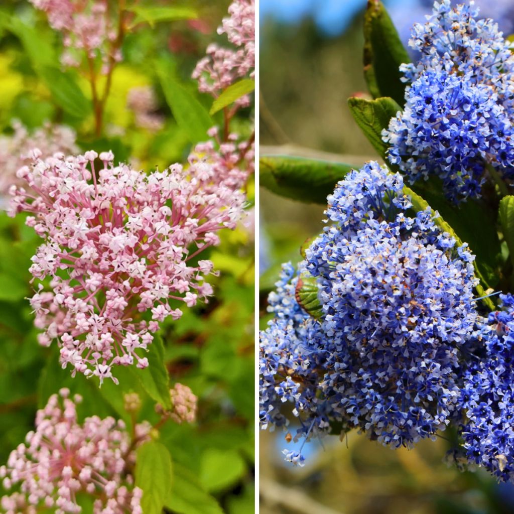 Duo winterharde zomerceanothe roos en blauw