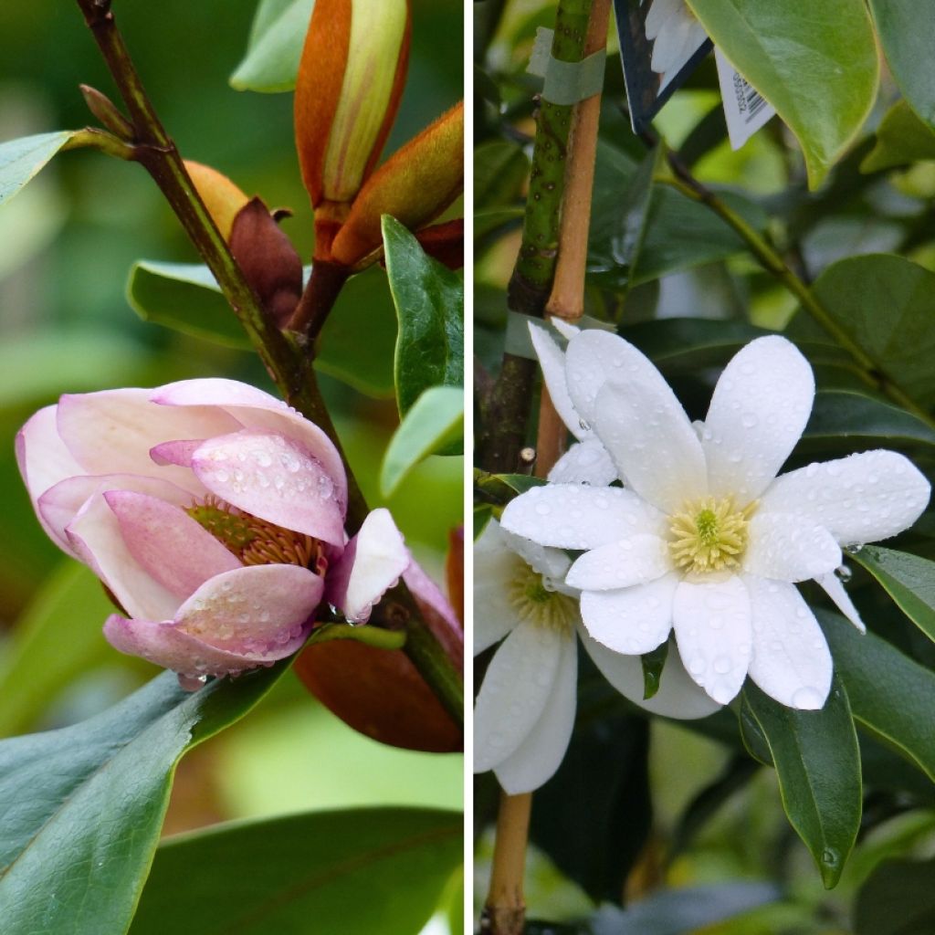 Duo Michelias - Geurende kleine Magnolia's