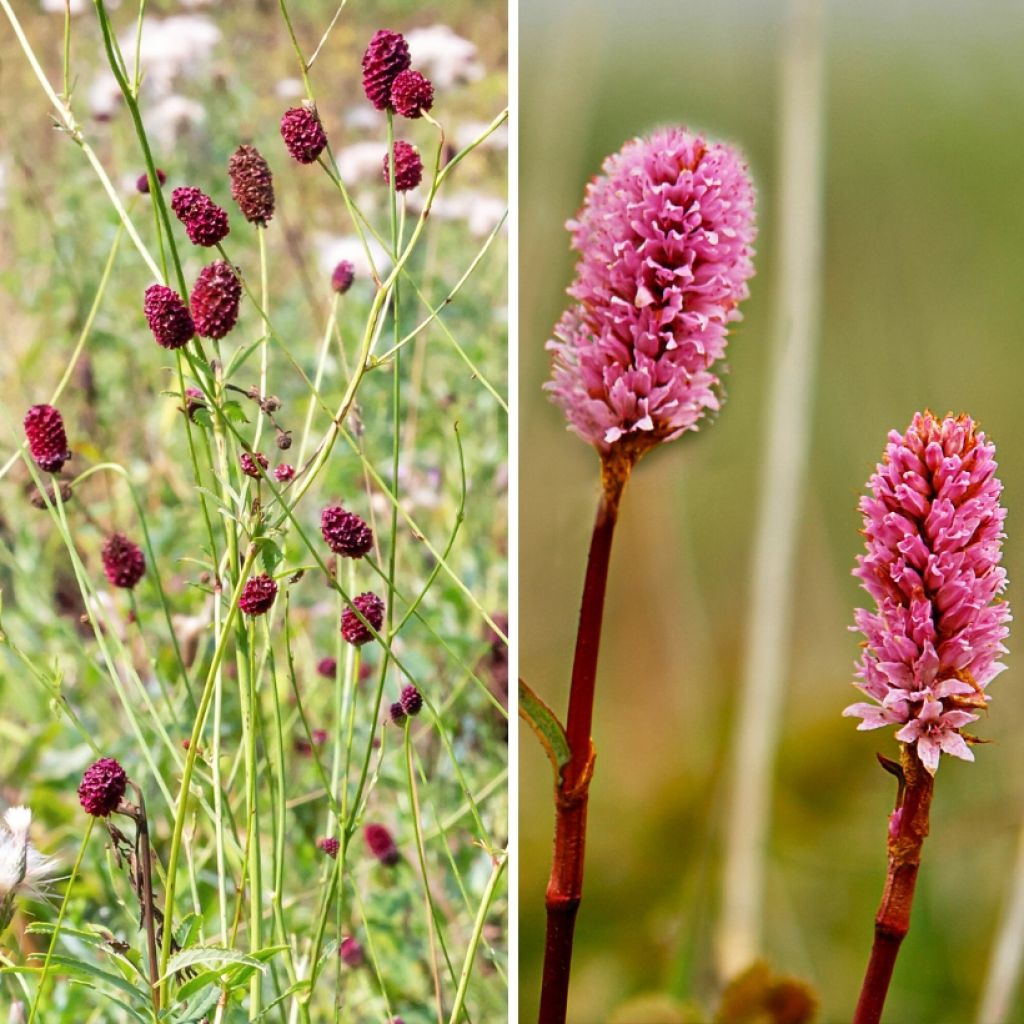 Duo Pimpernel - Sanguisorba's