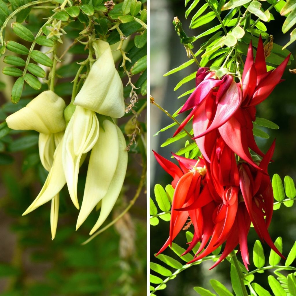 Duo Clianthus voor Exotische Borders