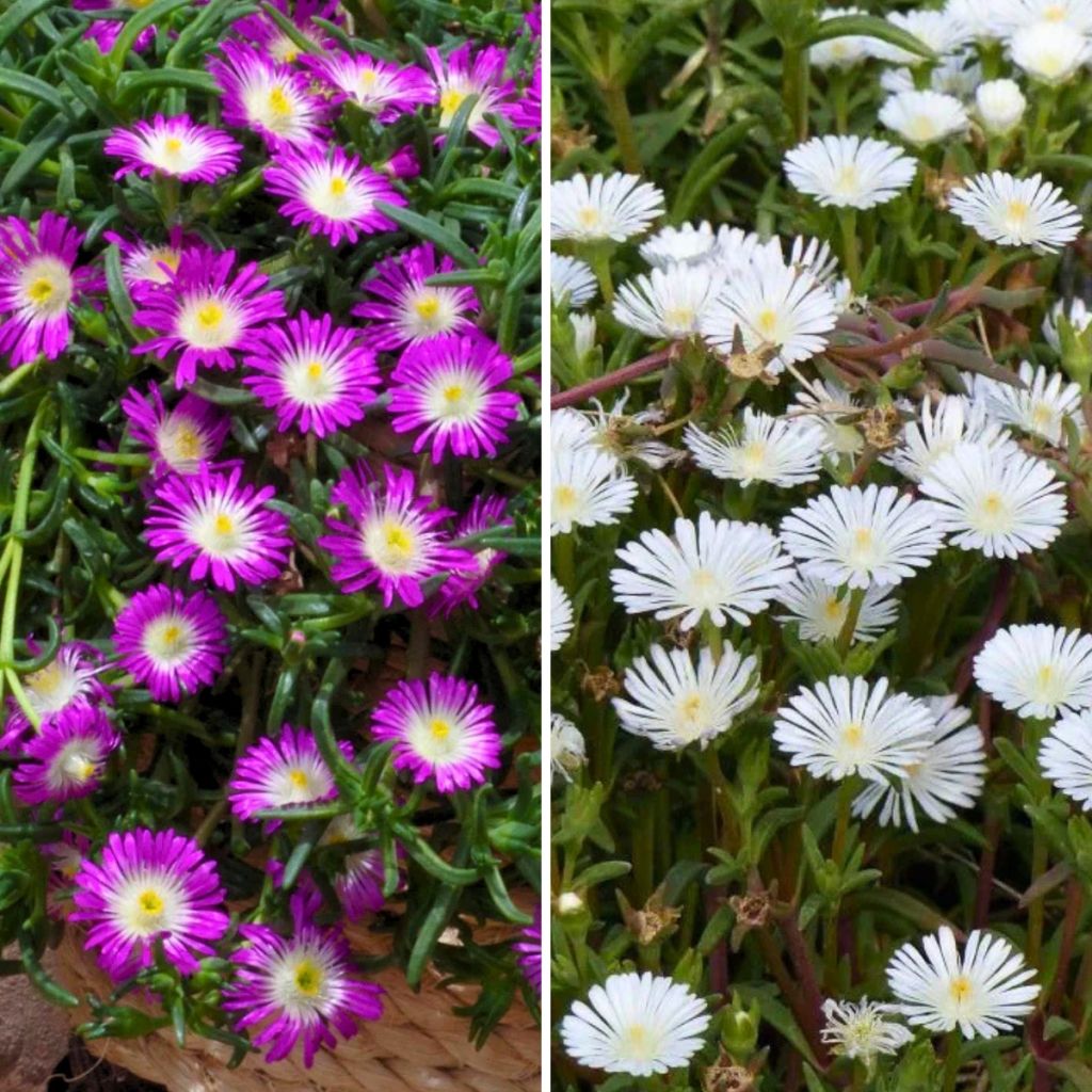 Duo Delosperma's met gekleurd loof Desert Dancers
