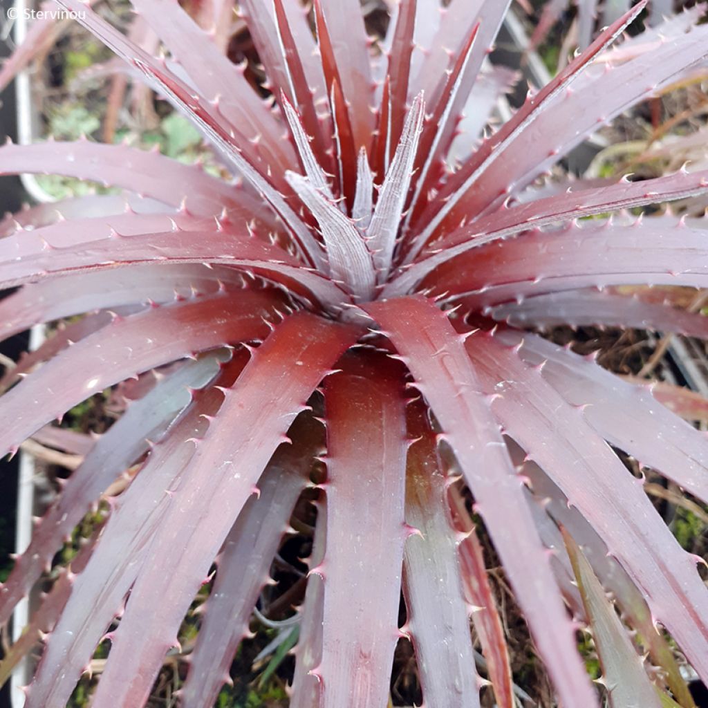 Dyckia Burgundy Ice - Bromelia