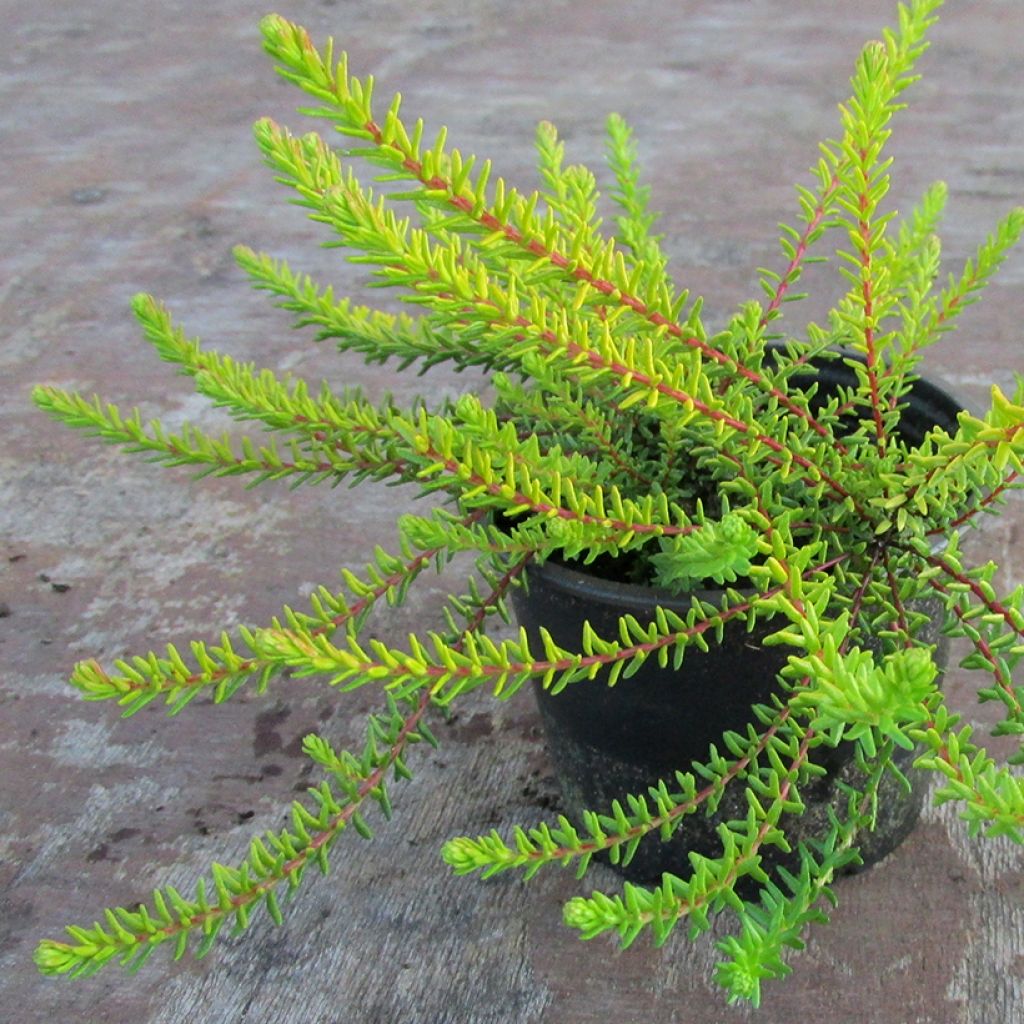 Empetrum nigrum Bernstein - Kraaihei