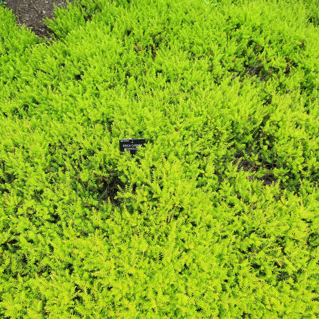 Erica carnea Foxhollow - Sneeuwheide