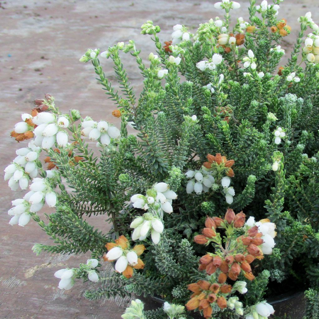 Erica tetralix Alba - Gewone dophei