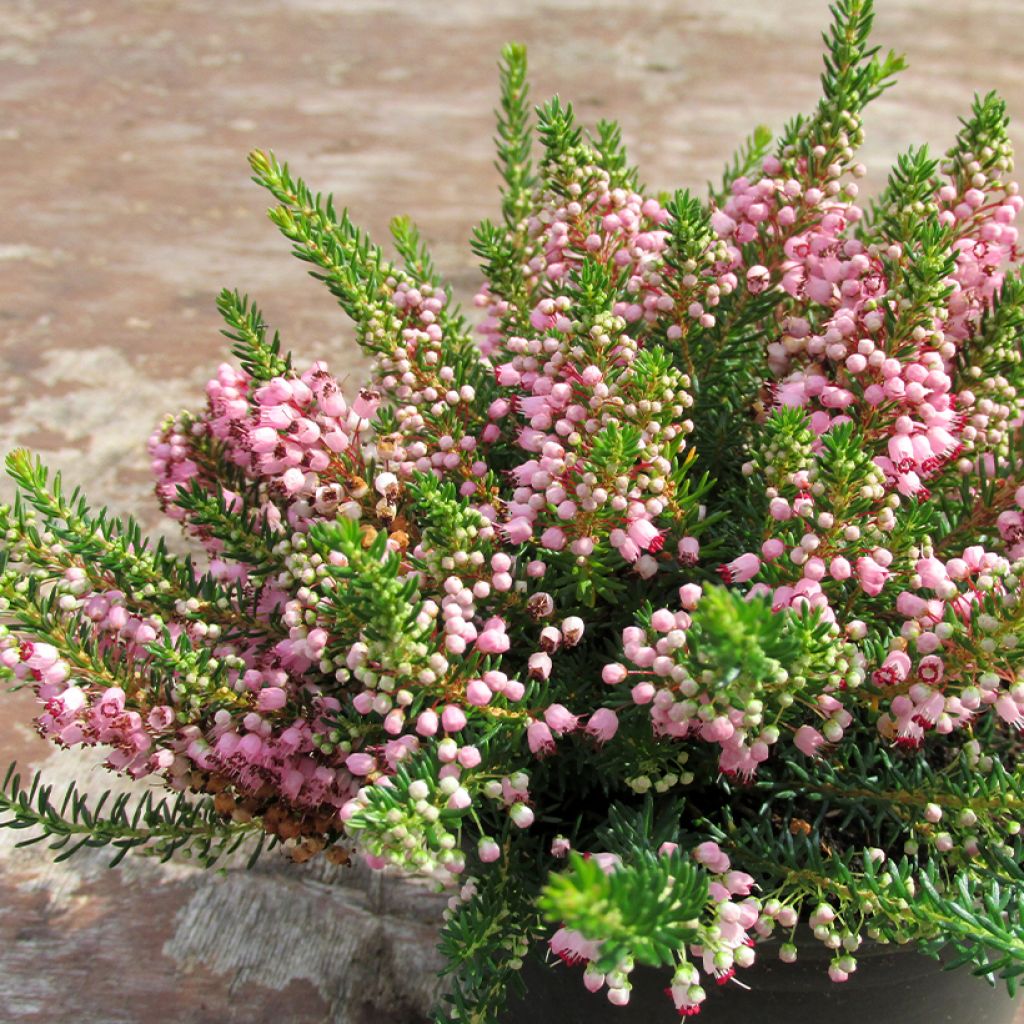 Erica vagans Pyrenees Pink - Zwerfheide