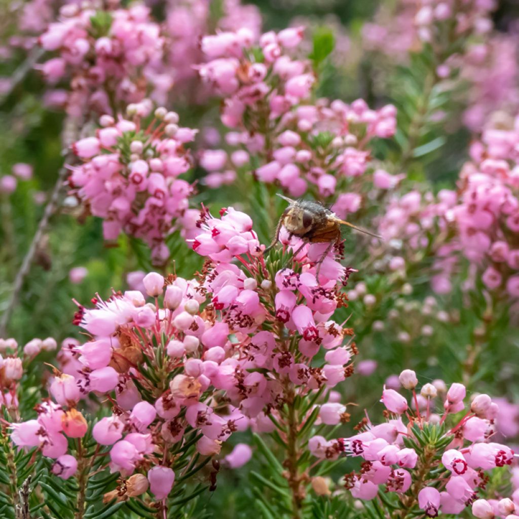 Erica vagans Pyrenees Pink - Zwerfheide