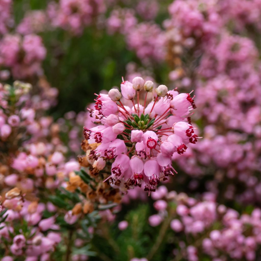 Erica vagans Pyrenees Pink - Zwerfheide