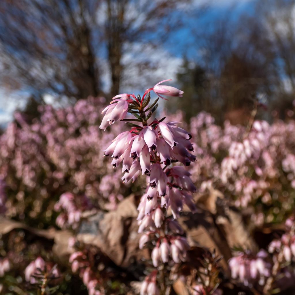 Erica carnea Pink Spangles - Winterheide
