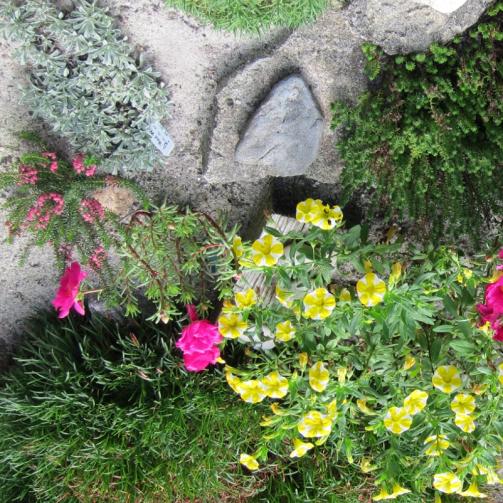 Erica vagans Mrs D.F. Maxwell - Zwerfheide