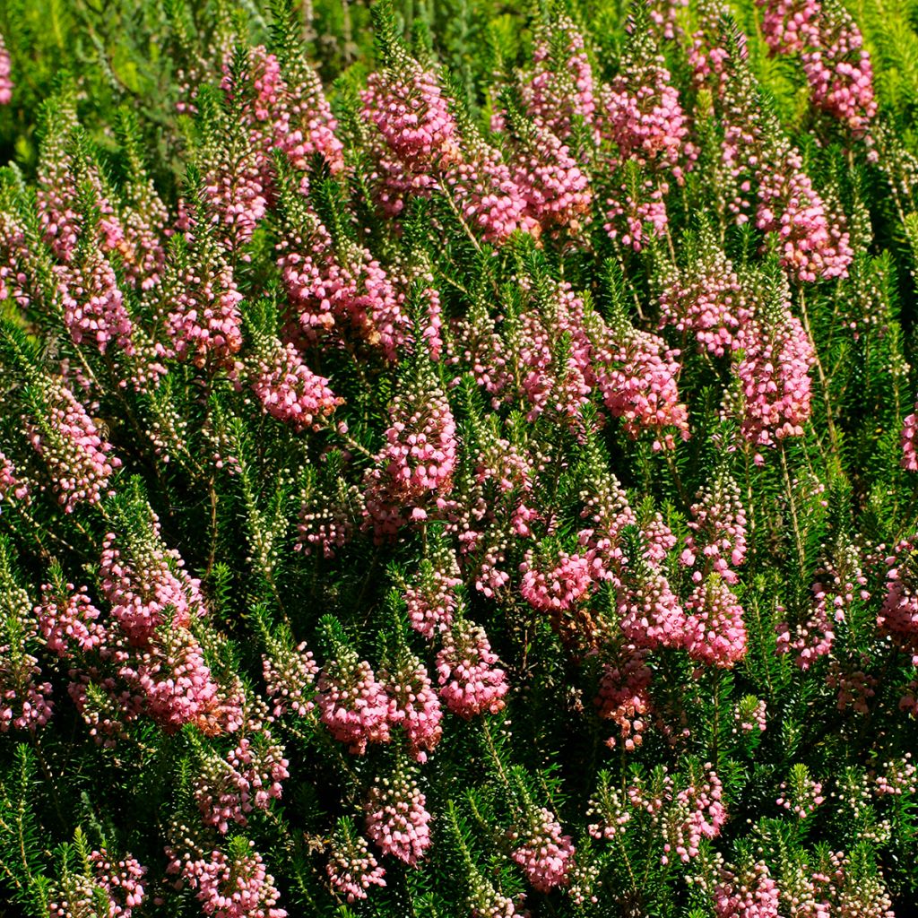 Erica vagans St Keverne - Zwerfheide