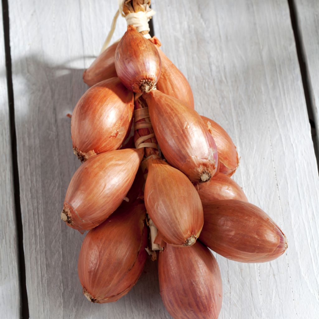 Sjalot Griselle (pootgoed)