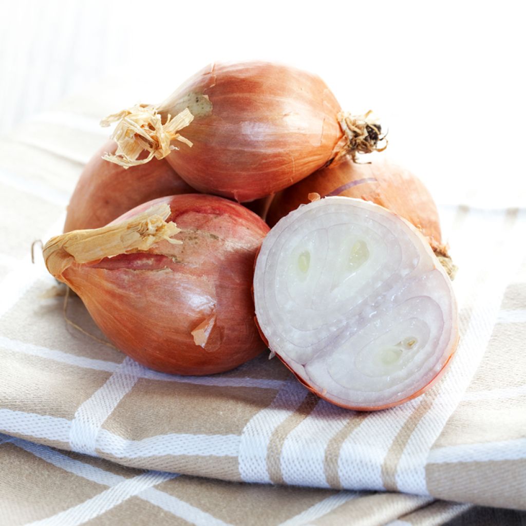 Sjalot Mikor (pootgoed)