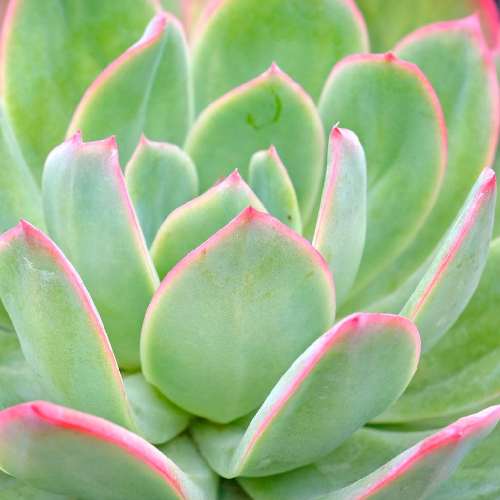 Echeveria Pink Edge