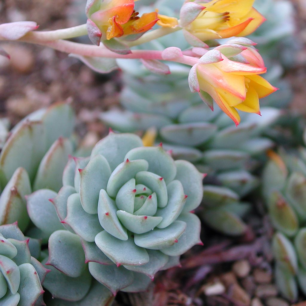 Echeveria derenbergii - Mexicaanse sneeuwbal