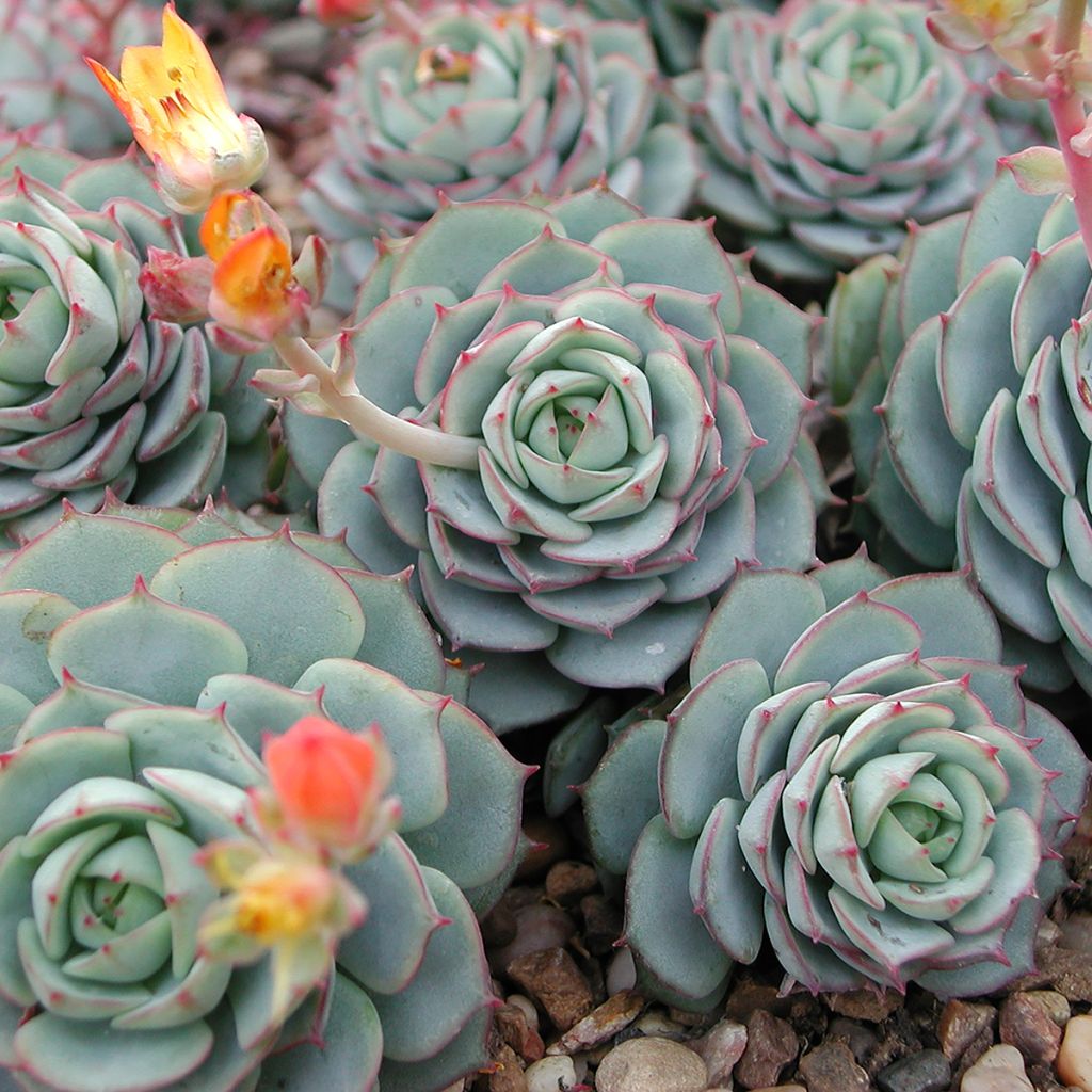 Echeveria derenbergii - Mexicaanse sneeuwbal