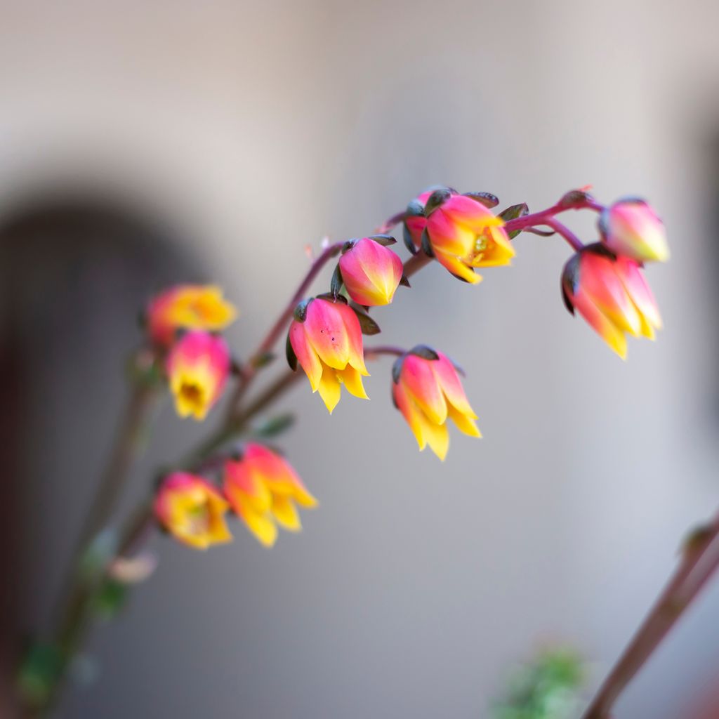 Echeveria derenbergii - Mexicaanse sneeuwbal