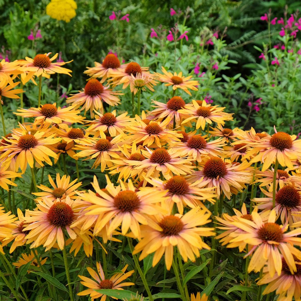 Echinacea purpurea Big Kahuna - Rode zonnehoed