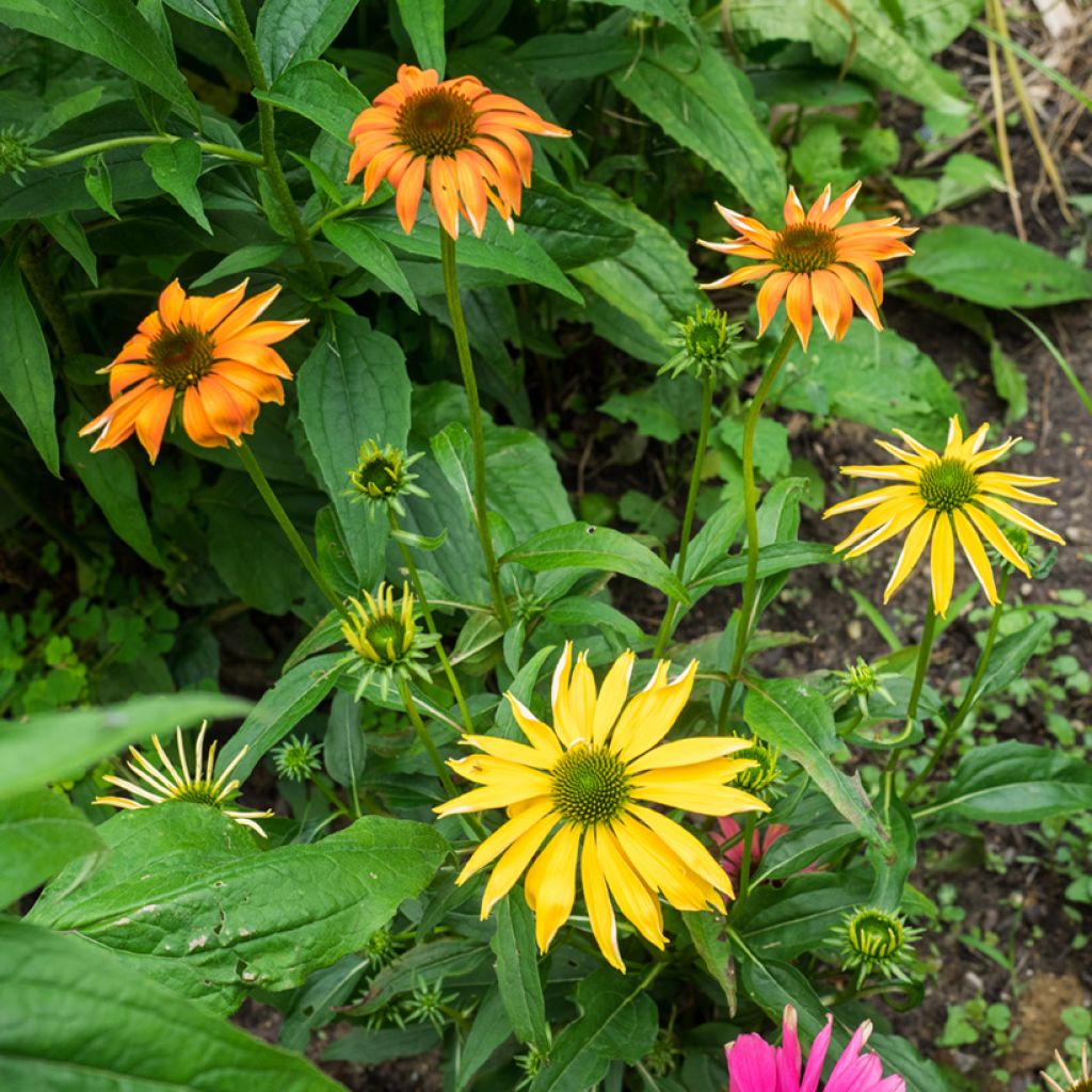 Echinacea Cheyenne Spirit - Rode zonnehoed
