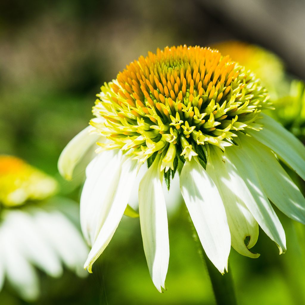 Echinacea Coconut Lime - Rode zonnehoed